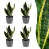 Sansevieria Future Superb - Vrouwentong - 4 Planten - met Potter Grijs