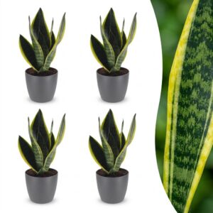 thumbnail_6000-160.jpg Sansevieria Future Superb - Vrouwentong - 4 Planten - met Potter Grijs