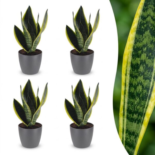 thumbnail_6000-160.jpg Sansevieria Future Superb - Vrouwentong - 4 Planten - met Potter Grijs