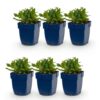 Salvia nem. Schneehügel - Salie - Bijen en Vlinderlokkers - Wit - 6 Planten
