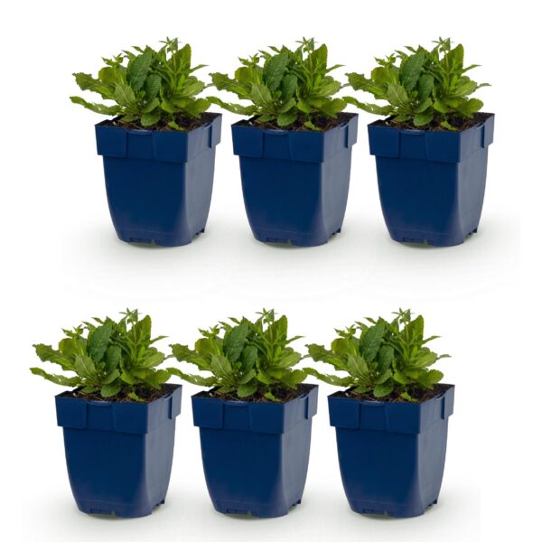 thumbnail_6000-1600.jpg Salvia nem. Schneehügel - Salie - Bijen en Vlinderlokkers - Wit - 6 Planten
