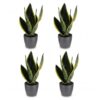 Sansevieria Future Superb - Vrouwentong - 4 Planten - met Potter Grijs