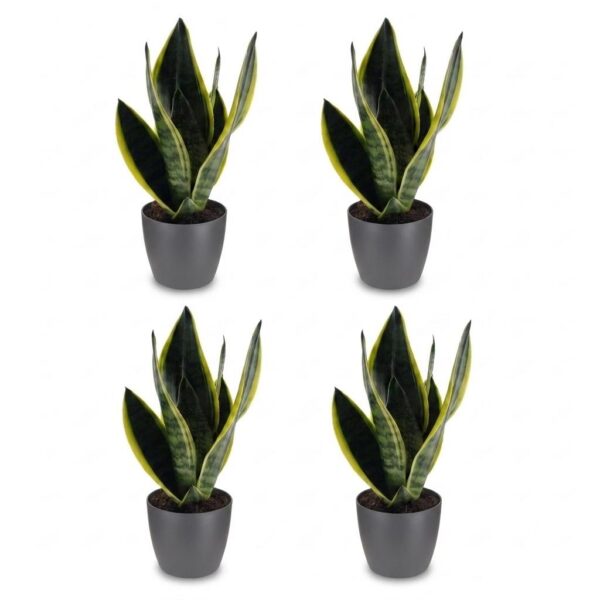 thumbnail_6000-161.jpg Sansevieria Future Superb - Vrouwentong - 4 Planten - met Potter Grijs