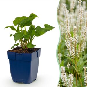 thumbnail_6000-1623.jpg Persicaria ampl. Alba - Duizendknoop - Schaduw - Wit - 6 Planten