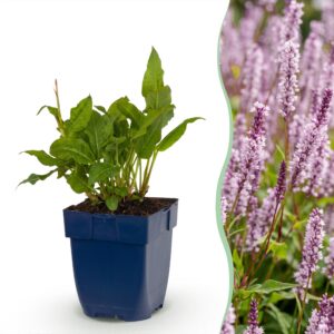 thumbnail_6000-1635.jpg Persicaria ampl. Rosea - Duizendknoop - Schaduw - Roze - 6 Planten