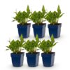 Persicaria ampl. Rosea - Duizendknoop - Schaduw - Roze - 6 Planten