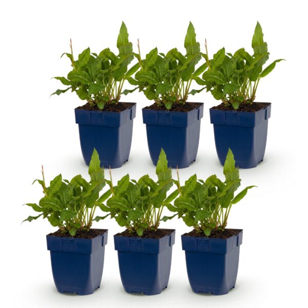 thumbnail_6000-1636.jpg Persicaria ampl. Rosea - Duizendknoop - Schaduw - Roze - 6 Planten