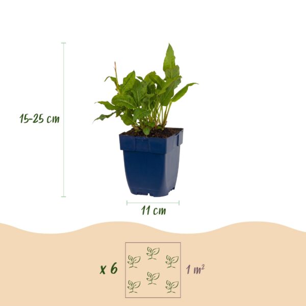 thumbnail_6000-1637.jpg Persicaria ampl. Rosea - Duizendknoop - Schaduw - Roze - 6 Planten