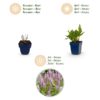 Persicaria ampl. Rosea - Duizendknoop - Schaduw - Roze - 6 Planten