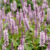 Persicaria ampl. Rosea - Duizendknoop - Schaduw - Roze - 6 Planten