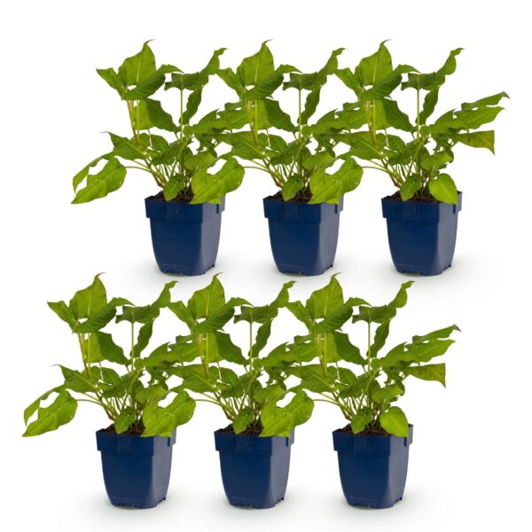 thumbnail_6000-1648.jpg Persicaria amplexicaulis - Duizendknoop - Bijen en Vlinderlokkers - Rood - 6 Planten