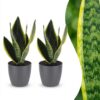 Sansevieria Future Superb - Vrouwentong - 2 Planten - met Potter Grijs