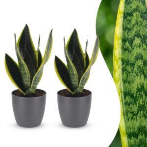 Sansevieria Future Superb - Vrouwentong - 2 Planten - met Potter Grijs