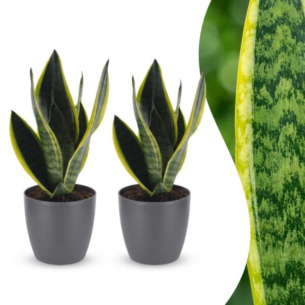 thumbnail_6000-165.jpg Sansevieria Future Superb - Vrouwentong - 2 Planten - met Potter Grijs