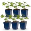 Geranium Johnson's Blue - Ooievaarsbek - Bodembedekkend - Blauw - 6 Planten