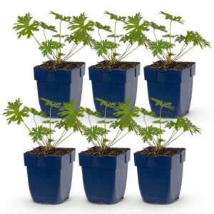 thumbnail_6000-1659.jpg Geranium Johnson's Blue - Ooievaarsbek - Bodembedekkend - Blauw - 6 Planten