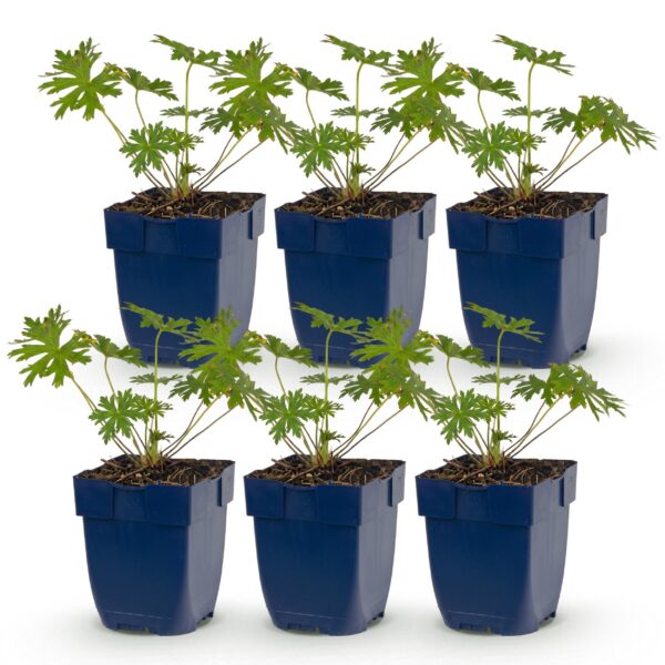 thumbnail_6000-1659.jpg Geranium Johnson's Blue - Ooievaarsbek - Bodembedekkend - Blauw - 6 Planten