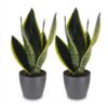 Sansevieria Future Superb - Vrouwentong - 2 Planten - met Potter Grijs