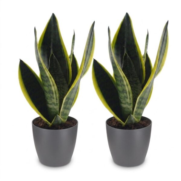 thumbnail_6000-166.jpg Sansevieria Future Superb - Vrouwentong - 2 Planten - met Potter Grijs