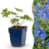 Geranium Johnson's Blue - Ooievaarsbek - Bodembedekkend - Blauw - 6 Planten