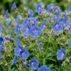 Geranium Johnson's Blue - Ooievaarsbek - Bodembedekkend - Blauw - 6 Planten