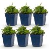 Campanula posch. Lisduggan Variety - Ridderspoor - Bodembedekkend - Wit - 6 Planten