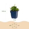Campanula posch. Lisduggan Variety - Ridderspoor - Bodembedekkend - Wit - 6 Planten