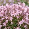 Campanula posch. Lisduggan Variety - Ridderspoor - Bodembedekkend - Wit - 6 Planten