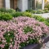 Campanula posch. Lisduggan Variety - Ridderspoor - Bodembedekkend - Wit - 6 Planten
