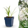 Agapanthus africanus Albus - Afrikaanse Lelie - Bijen en Vlinderlokkers - Wit - 6 Planten