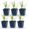 Agapanthus africanus Albus - Afrikaanse Lelie - Bijen en Vlinderlokkers - Wit - 6 Planten