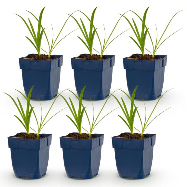 thumbnail_6000-1684.jpg Agapanthus africanus Albus - Afrikaanse Lelie - Bijen en Vlinderlokkers - Wit - 6 Planten