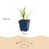 Agapanthus africanus Albus - Afrikaanse Lelie - Bijen en Vlinderlokkers - Wit - 6 Planten
