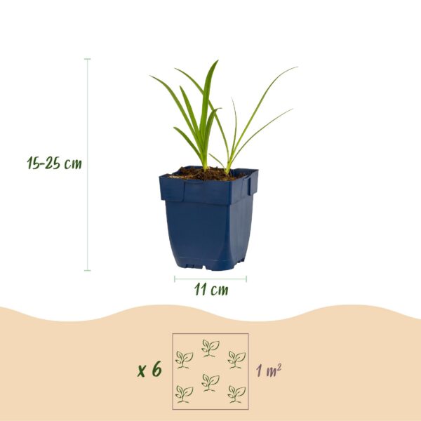 thumbnail_6000-1685.jpg Agapanthus africanus Albus - Afrikaanse Lelie - Bijen en Vlinderlokkers - Wit - 6 Planten
