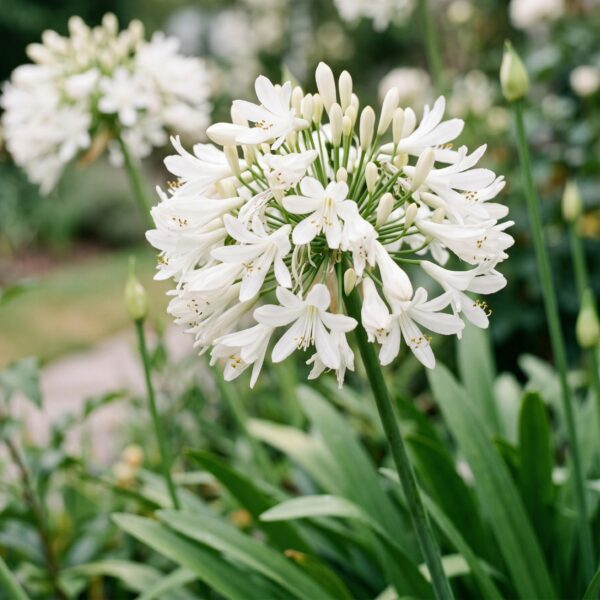 thumbnail_6000-1687.jpg Agapanthus africanus Albus - Afrikaanse Lelie - Bijen en Vlinderlokkers - Wit - 6 Planten