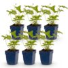 Anemone hybr. Hon. Jobert - Herfst Anemoon - Schaduw - Wit - 6 Planten