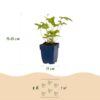 Anemone hybr. Hon. Jobert - Herfst Anemoon - Schaduw - Wit - 6 Planten