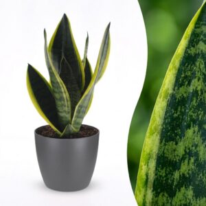 Sansevieria Future Superb - Vrouwentong - met Potter Grijs