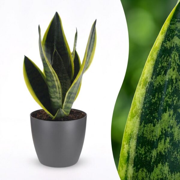 thumbnail_6000-170.jpg Sansevieria Future Superb - Vrouwentong - met Potter Grijs