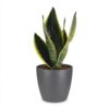 Sansevieria Future Superb - Vrouwentong - met Potter Grijs