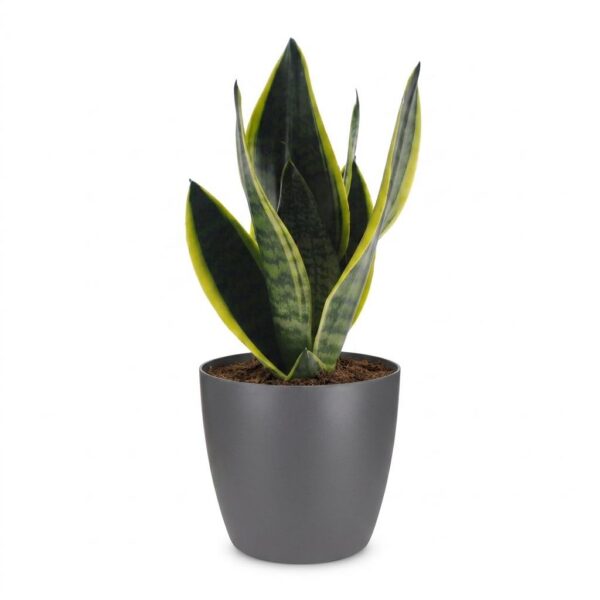 thumbnail_6000-171.jpg Sansevieria Future Superb - Vrouwentong - met Potter Grijs