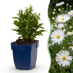 thumbnail_6000-1719.jpg Aster (D) Schneekissen - Zeeaster - Bijen en Vlinderlokkers - Wit - 6 Planten