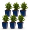 Aster (D) Schneekissen - Zeeaster - Bijen en Vlinderlokkers - Wit - 6 Planten