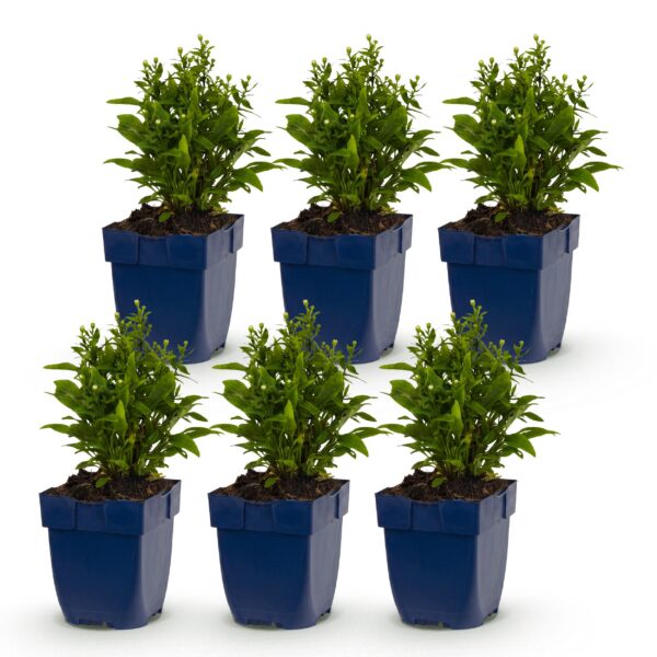 thumbnail_6000-1720.jpg Aster (D) Schneekissen - Zeeaster - Bijen en Vlinderlokkers - Wit - 6 Planten