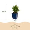 Aster (D) Schneekissen - Zeeaster - Bijen en Vlinderlokkers - Wit - 6 Planten