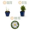 Aster (D) Schneekissen - Zeeaster - Bijen en Vlinderlokkers - Wit - 6 Planten