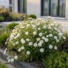 Aster (D) Schneekissen - Zeeaster - Bijen en Vlinderlokkers - Wit - 6 Planten