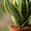 Sansevieria Future Superb - Vrouwentong - met Potter Grijs