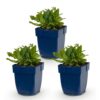 Salvia nem. Schneehügel - Salie - Bijen en Vlinderlokkers - Wit - 3 Planten