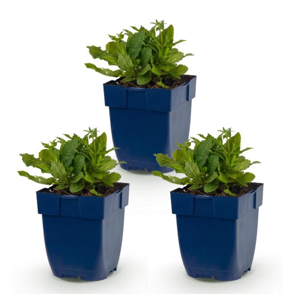 thumbnail_6000-1732.jpg Salvia nem. Schneehügel - Salie - Bijen en Vlinderlokkers - Wit - 3 Planten